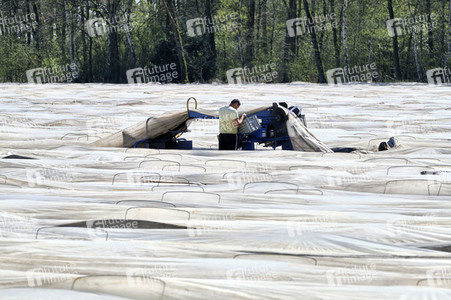 Spargelernte in Fuhrberg