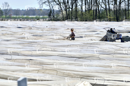 Spargelernte in Fuhrberg