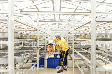 Kokosblütenzuckerproduktion in Yogyakarta