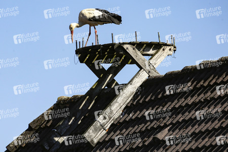 Storch in Seelze