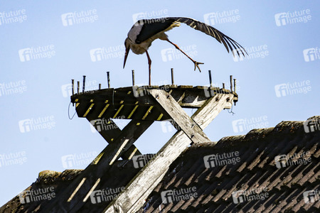 Storch in Seelze