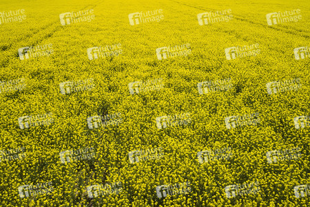 Symbolfoto Rapsfeld