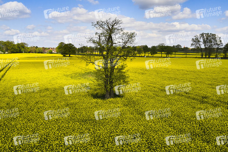 Symbolfoto Rapsfeld