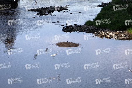 Niedrigwasser der Neisse bei Görlitz