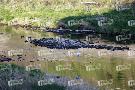 Niedrigwasser der Neisse bei Görlitz