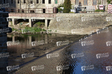 Niedrigwasser der Neisse bei Görlitz