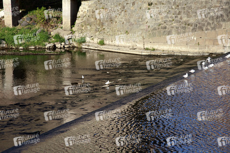 Niedrigwasser der Neisse bei Görlitz