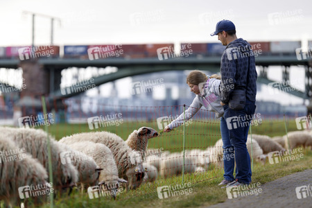 Symbolfoto Herdenimmunität