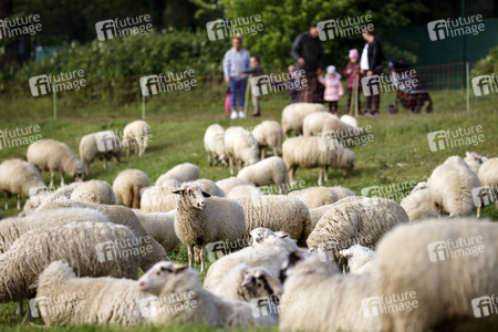 Symbolfoto Herdenimmunität