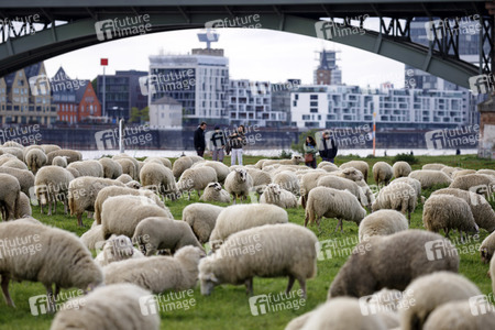 Symbolfoto Herdenimmunität