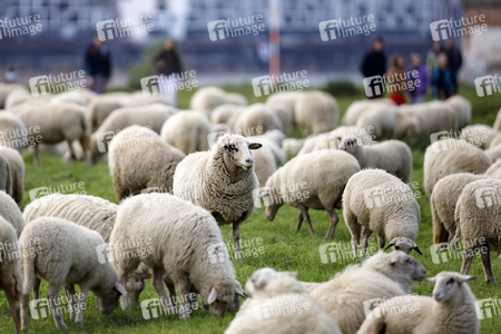 Symbolfoto Herdenimmunität