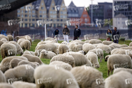 Symbolfoto Herdenimmunität