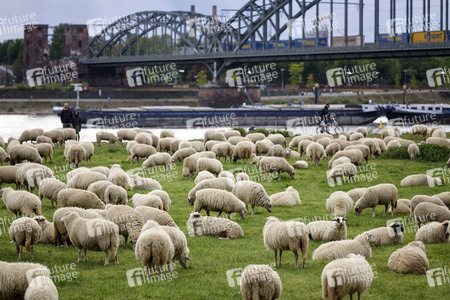 Symbolfoto Herdenimmunität