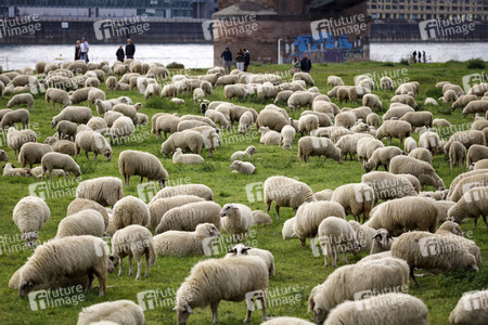 Symbolfoto Herdenimmunität