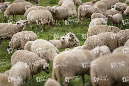 Symbolfoto Herdenimmunität