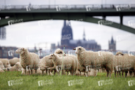 Symbolfoto Herdenimmunität