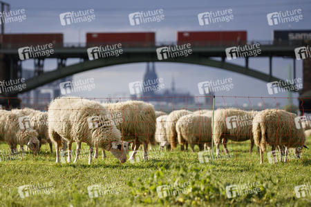 Symbolfoto Herdenimmunität