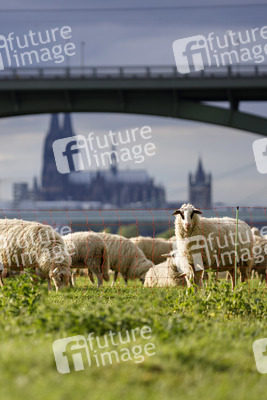 Symbolfoto Herdenimmunität