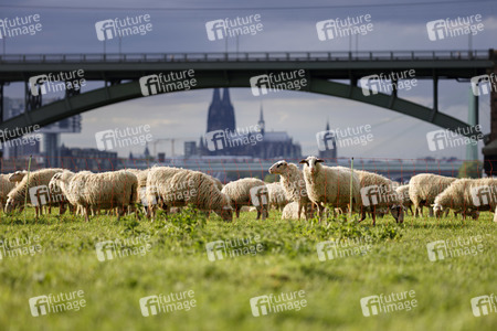 Symbolfoto Herdenimmunität