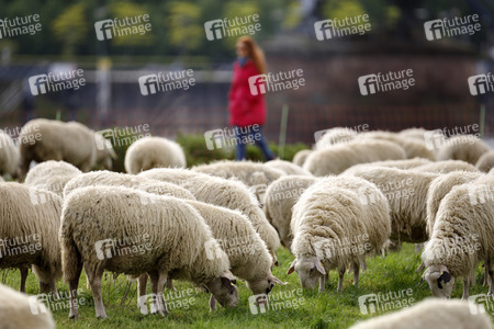 Symbolfoto Herdenimmunität