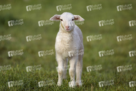 Symbolfoto Herdenimmunität