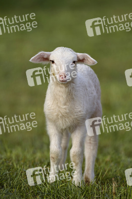Symbolfoto Herdenimmunität