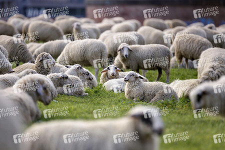 Symbolfoto Herdenimmunität
