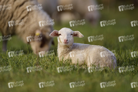 Symbolfoto Herdenimmunität