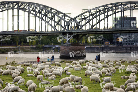 Symbolfoto Herdenimmunität