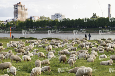 Symbolfoto Herdenimmunität
