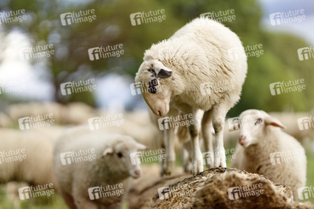 Symbolfoto Herdenimmunität