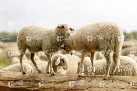 Symbolfoto Herdenimmunität