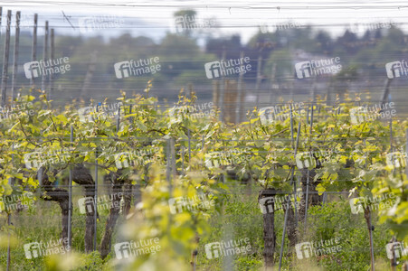 Weinanbau in Hagnau