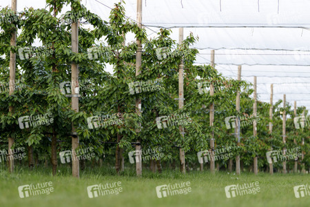 Symbolfoto Kirsch-Plantage