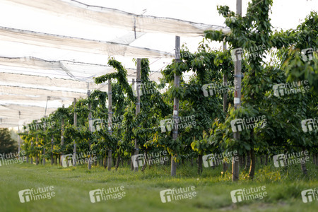 Symbolfoto Kirsch-Plantage