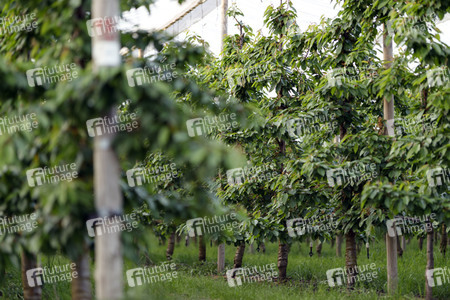 Symbolfoto Kirsch-Plantage
