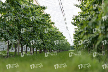 Symbolfoto Kirsch-Plantage