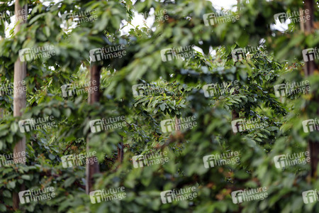 Symbolfoto Kirsch-Plantage