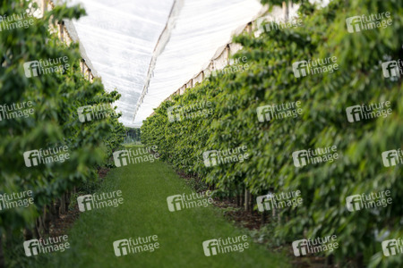 Symbolfoto Kirsch-Plantage