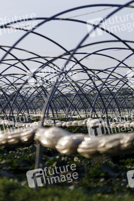 Symbolfoto Rhabarber