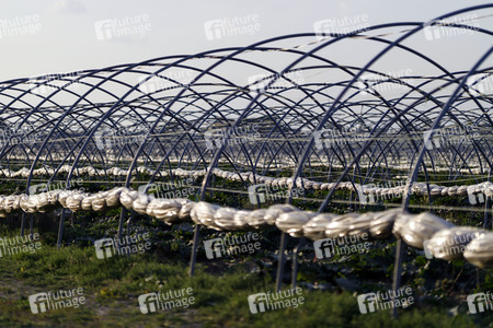 Symbolfoto Rhabarber