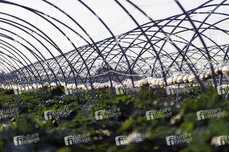 Symbolfoto Rhabarber