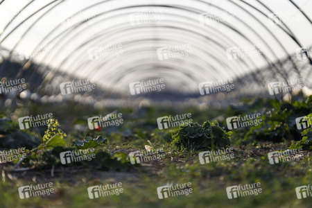 Symbolfoto Rhabarber