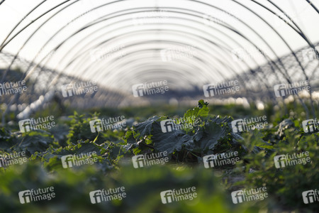 Symbolfoto Rhabarber