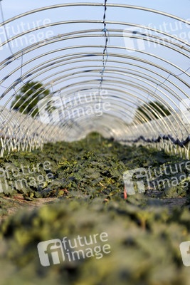 Symbolfoto Rhabarber