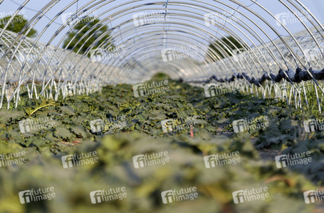 Symbolfoto Rhabarber