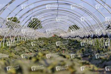 Symbolfoto Rhabarber