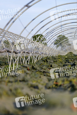 Symbolfoto Rhabarber