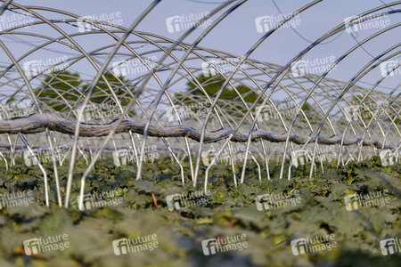 Symbolfoto Rhabarber