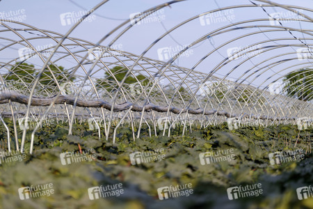 Symbolfoto Rhabarber